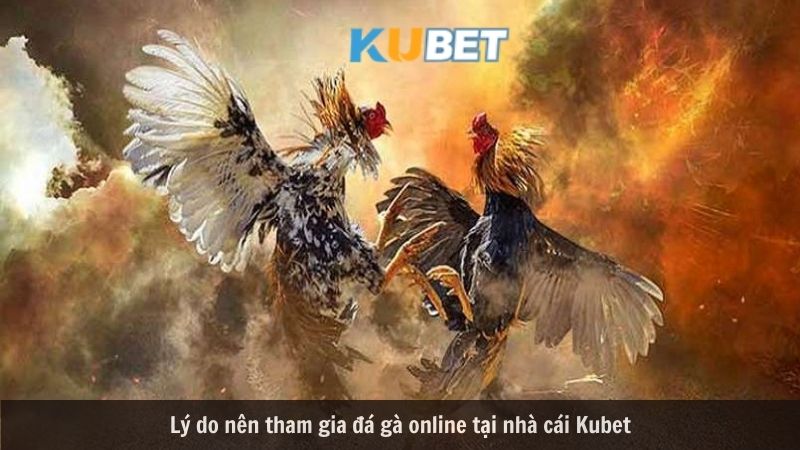 Đá gà online hấp dẫn Kubet