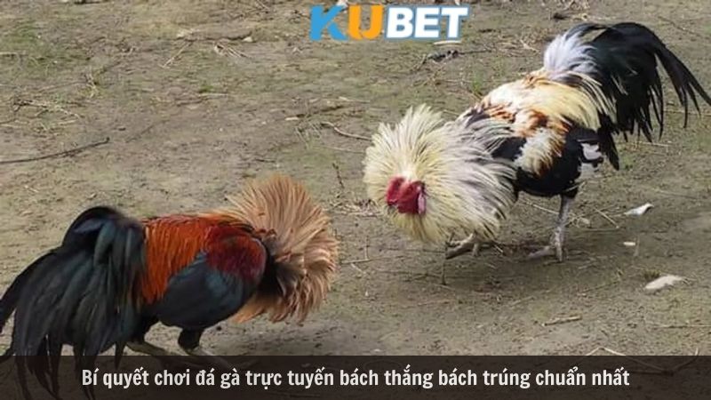 Các bí quyết khi đá gà online tại Kubet