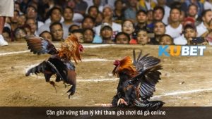 Đá gà online nhận ưu đãi tại Kubet