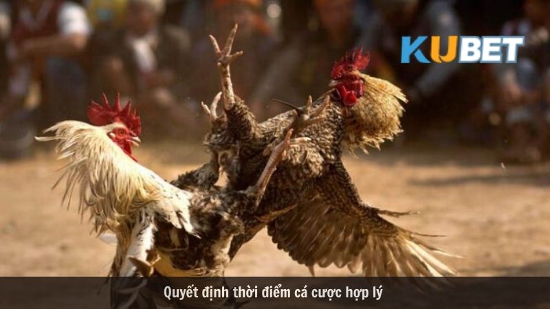 Đá gà online đổi thưởng tại Kubet