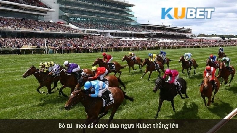 Hình thức cá cược đụa ngựa Kubet